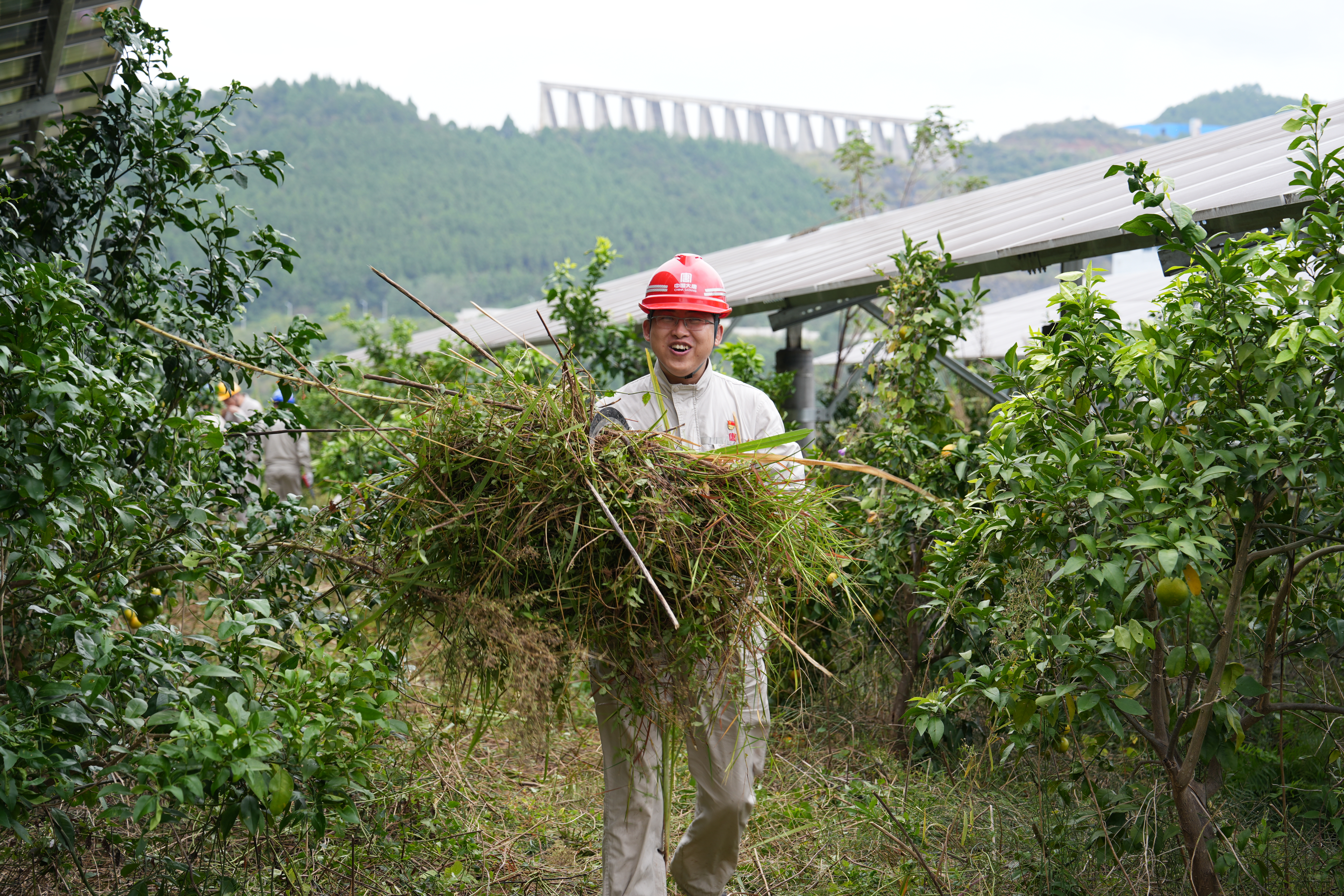 2024年10月12日，亭子口公司开展“百日攻坚 农光一体化 1xBET在行动”除草活动 (11).jpg